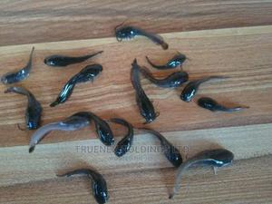 Fish Fingerlings Sale for Sustainable Agriculture