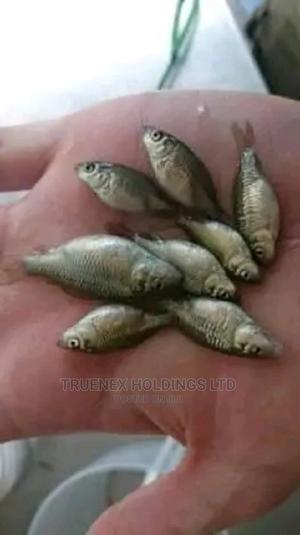 Approved Tilapia Fingerlings Sale