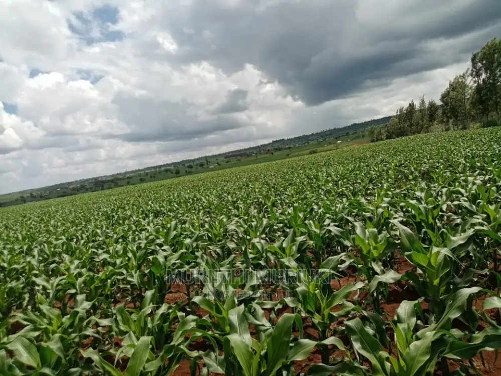 Agricultural Farm Up for Sale.
