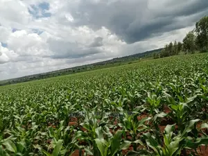 Agricultural Farm Up for Sale.