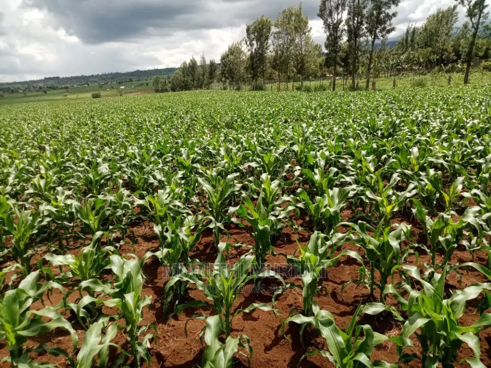 Agricultural Farm Up for Sale.