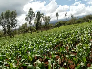 Agricultural Farm Up for Sale.