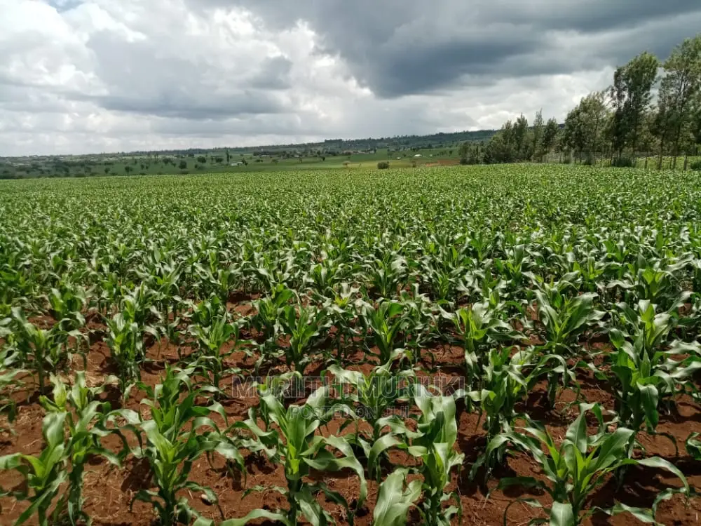 Agricultural Farm Up for Sale.