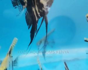 Angel Fish (Limited) - thumbnail 2