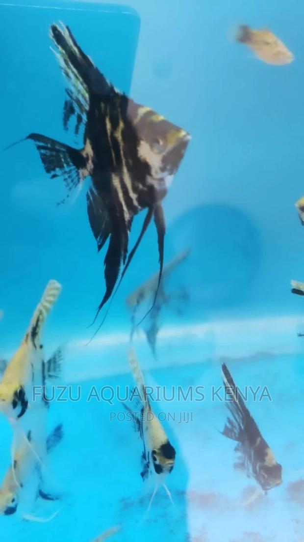 Angel Fish (Limited) - thumbnail 3