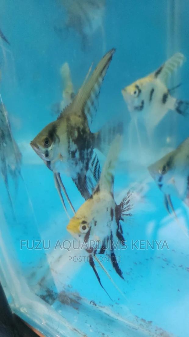 Angel Fish (Limited) - thumbnail 4