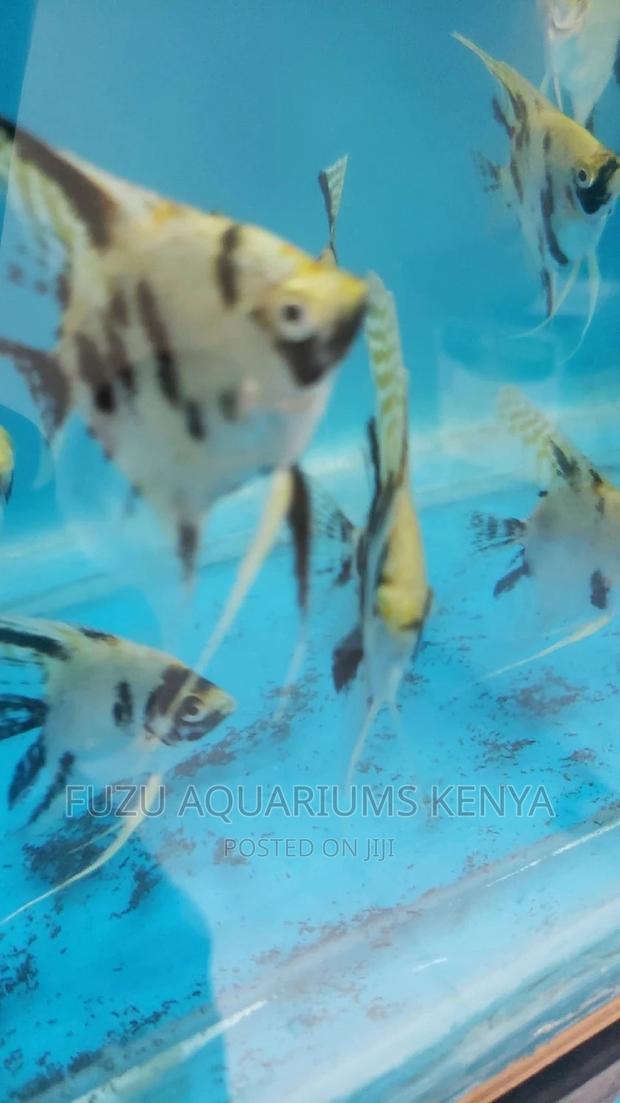 Angel Fish (Limited) - thumbnail 5