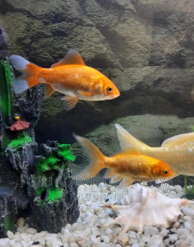 Goldfish Bright Colored - main view