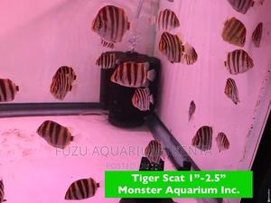 Tiger Scat Fish - thumbnail 2