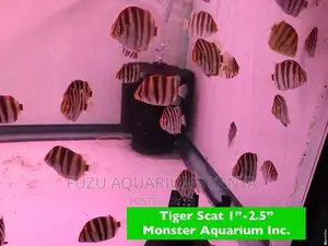 Tiger Scat Fish