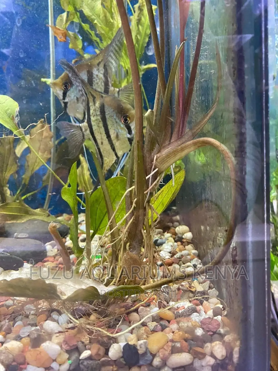Live Plants Aquarium (Crypt Wendtii)