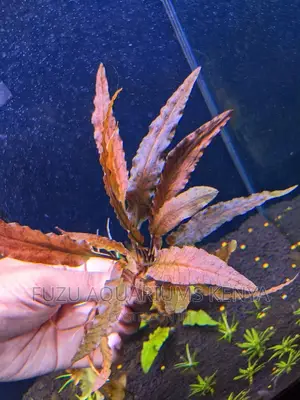 Live Plants Aquarium (Crypt Wendtii)