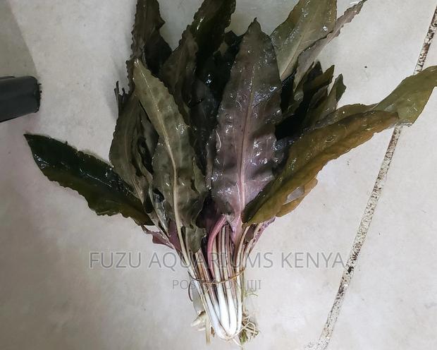 Live Plants Aquarium (Crypt Wendtii) - thumbnail 4