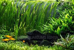 Live Plants Aquarium (Vallisneria Nana) - thumbnail 2