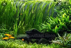 Live Plants Aquarium (Vallisneria Nana)