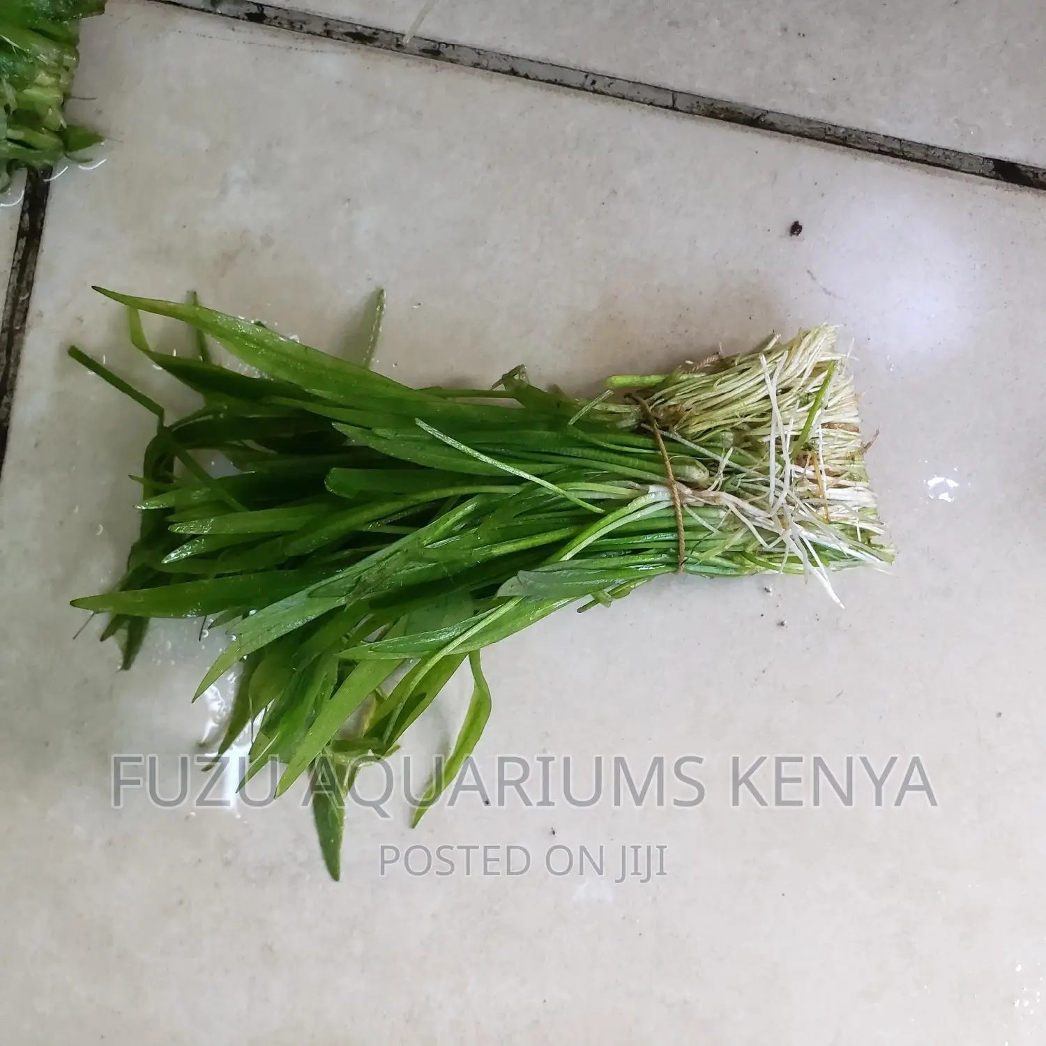 Live Plants Aquarium (Vallisneria Nana)