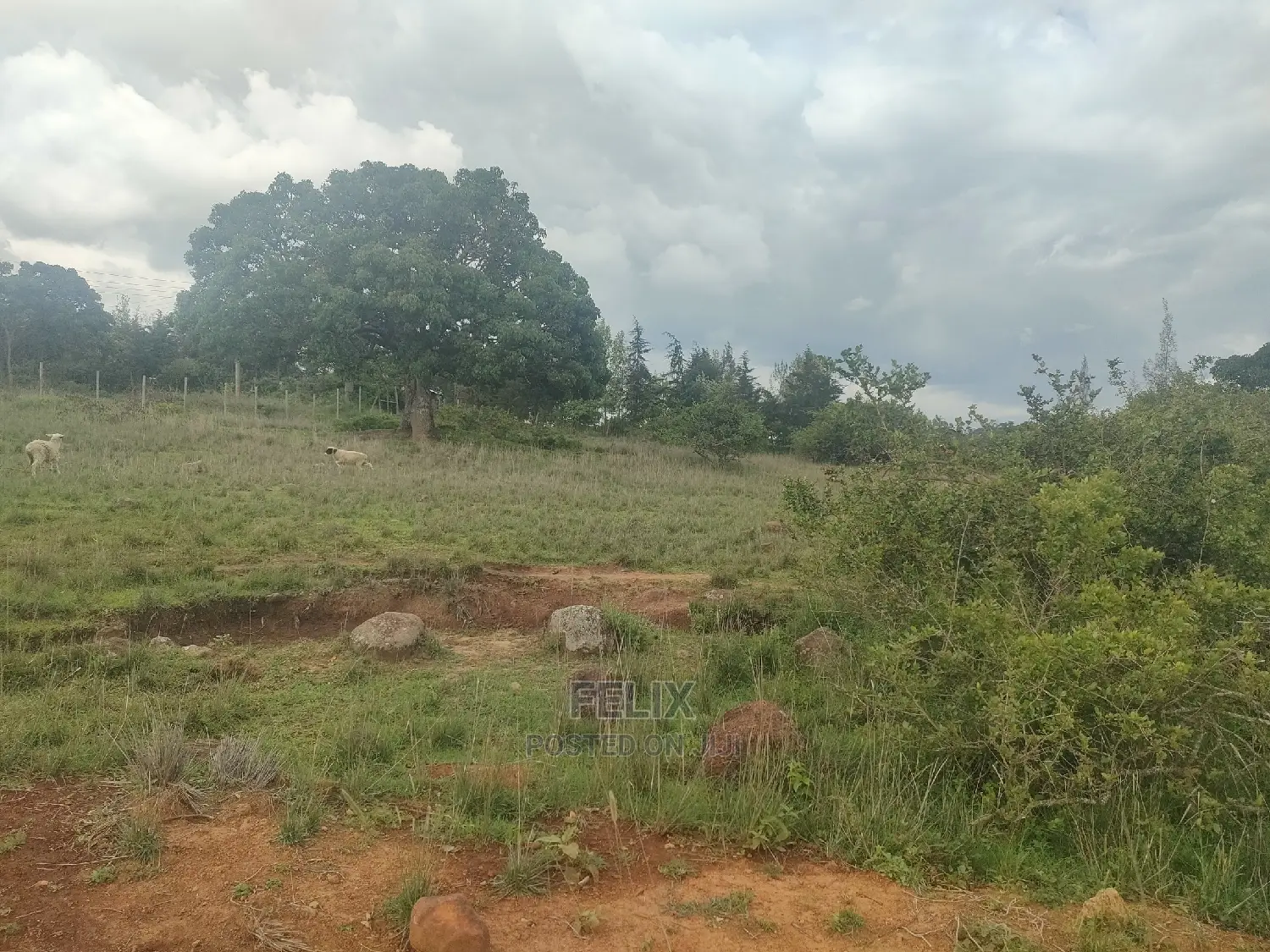4 Acres Chaka/Kalicheni in Kieni Land & Plots for Sale, Felix Wanjohi