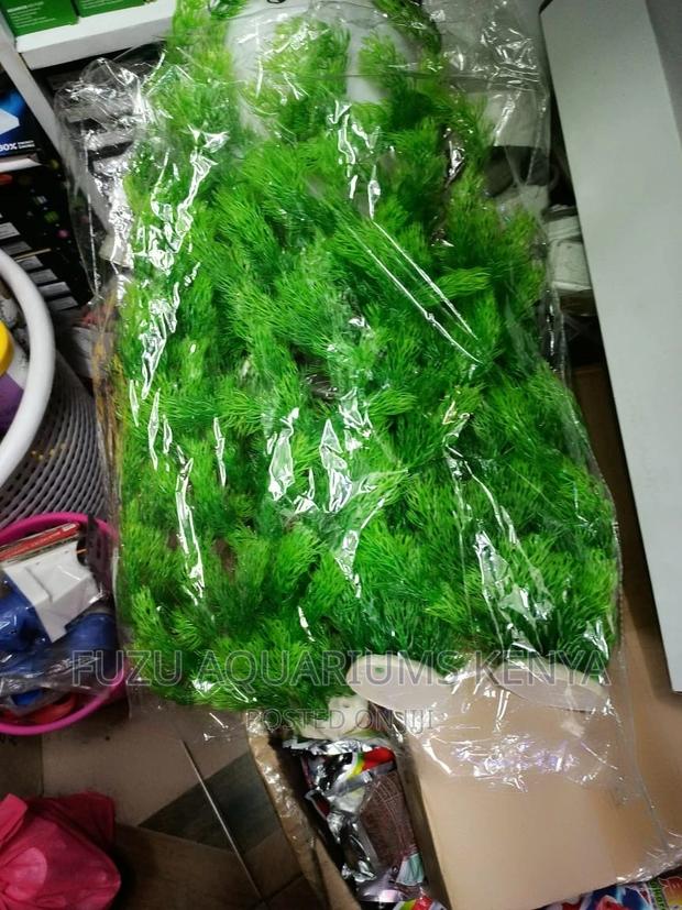 Long Aquarium Plants 2feet Height - main view