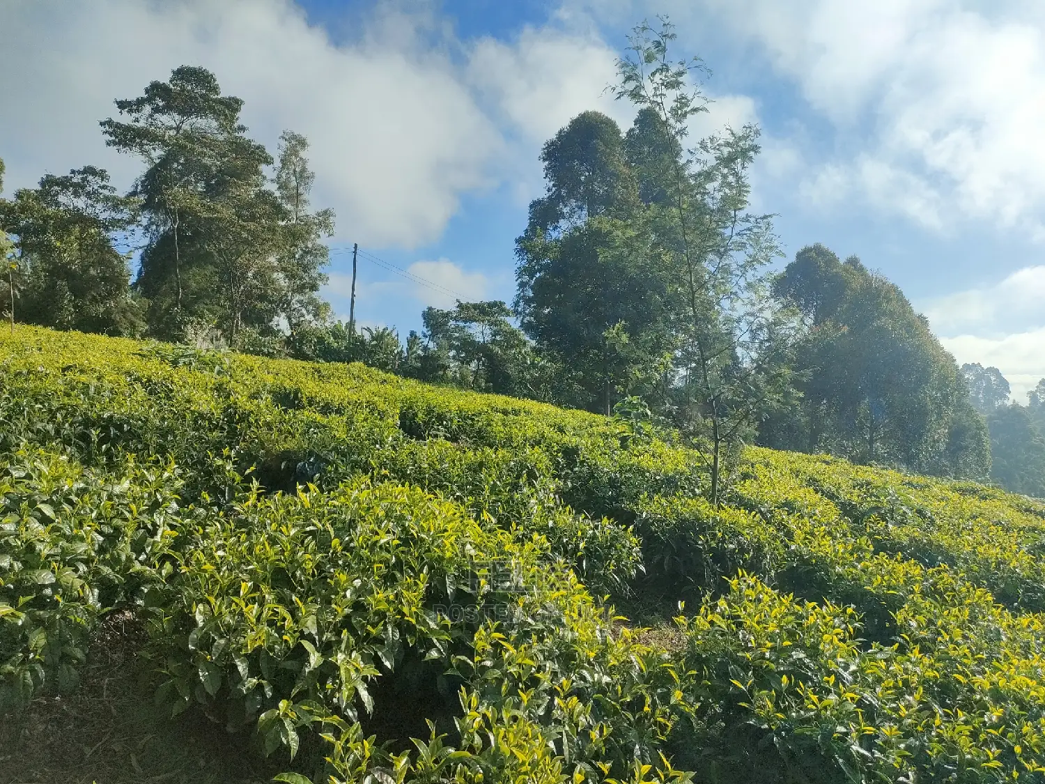 Karatina /Ihwagi 8 Acres