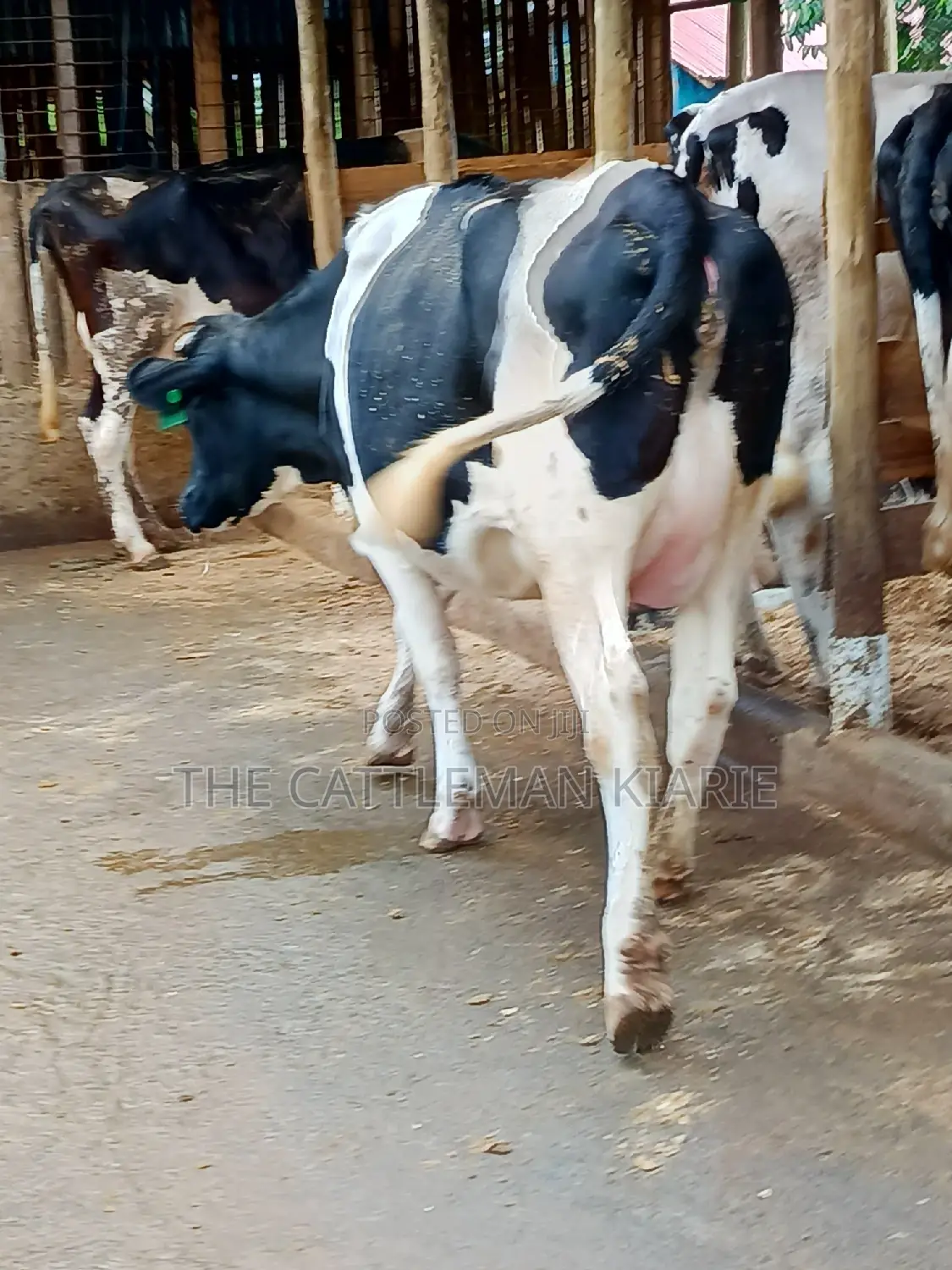 Maziwa Nyingi Friesian Heifer