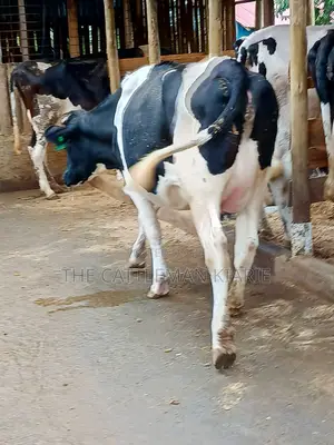 Maziwa Nyingi Friesian Heifer