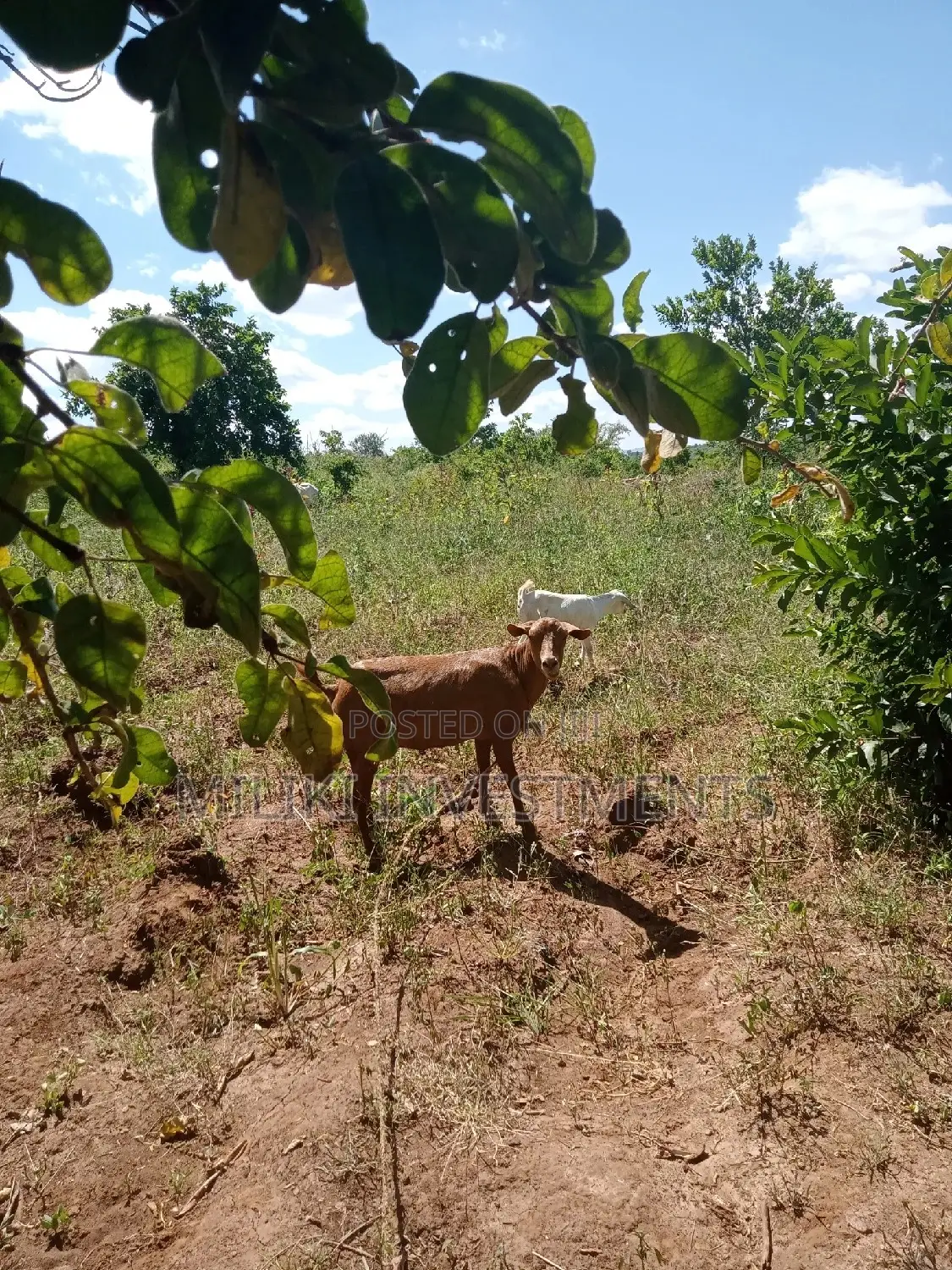 6 Acres on Sale at Makutano