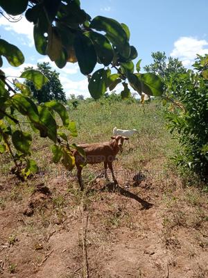 6 Acres on Sale at Makutano - thumbnail 2