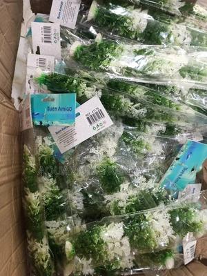 Mixed Colour Green and White Plants - thumbnail 2