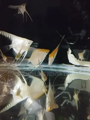 Angels Fish, Aquarium Fish