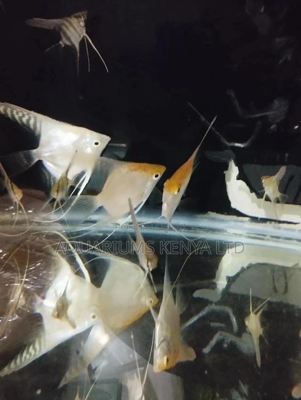 Angels Fish, Aquarium Fish - main view