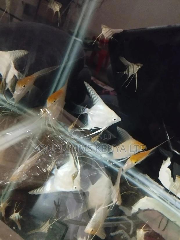 Albino Angels Aquarium Fish - main view