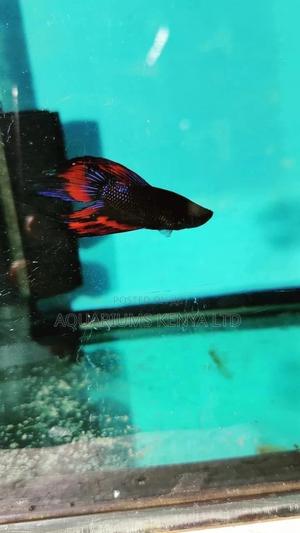Betta Fish,Fish Bowl Fish - thumbnail 2