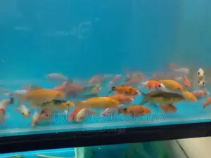 Goldfish 2"