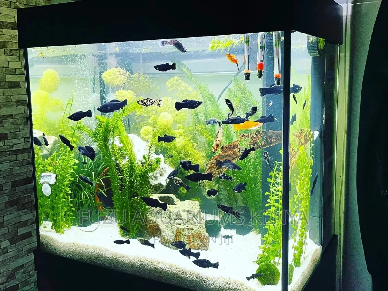 Mid Sized Aquarium