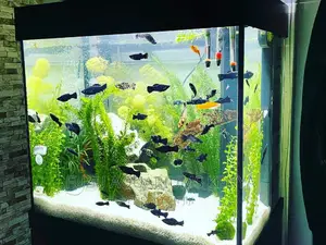 Mid Sized Aquarium