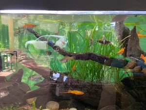 Assorted Live Plants for Aquariums