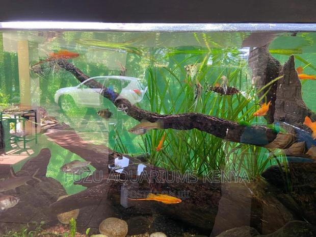 Assorted Live Plants for Aquariums - main view