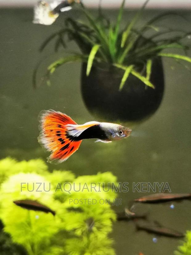 Guppies (Male Female) - main view