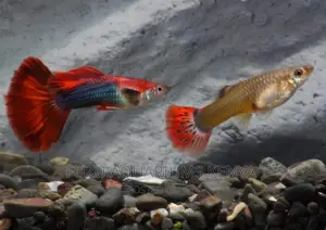 Red Guppies