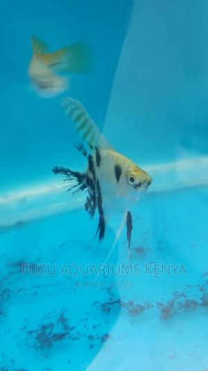 Angel Fish Medium 3" - thumbnail 2
