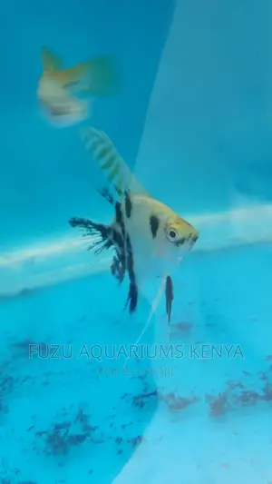 Angel Fish Medium 3"