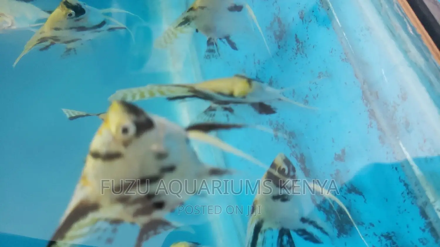 Angel Fish Medium 3"