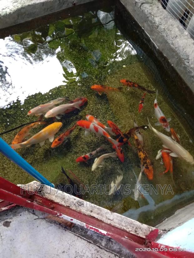 Kois Big for Pond - main view