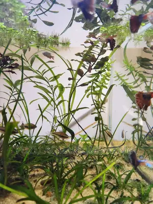 Aquatic Live Plants