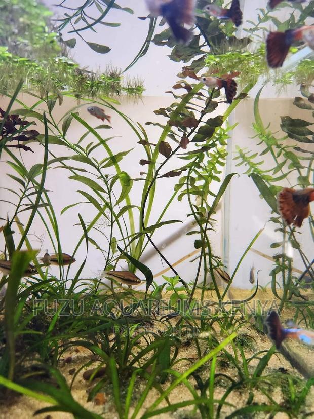 Aquatic Live Plants - main view