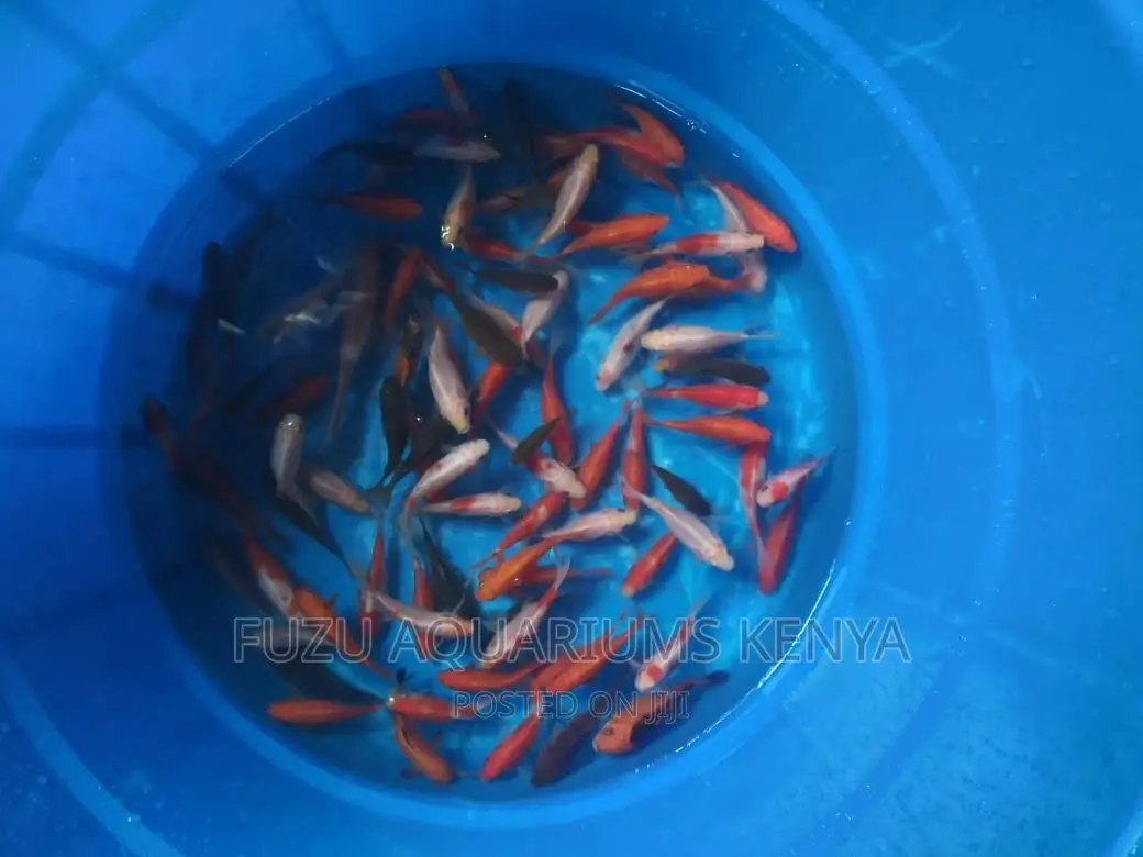 2 Inch Goldfishfish