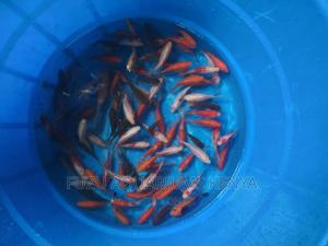 2 Inch Goldfishfish - thumbnail 2