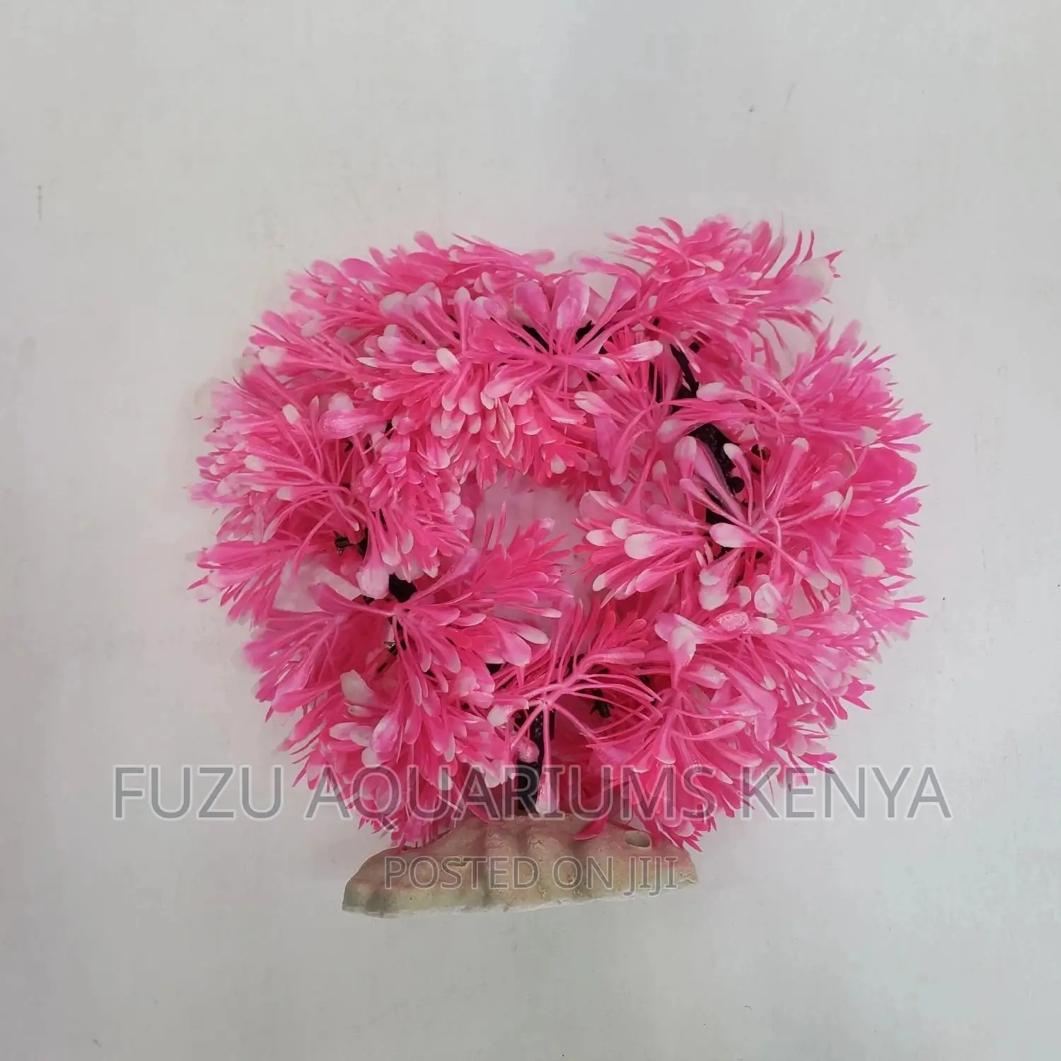 Round Aquarium Plants
