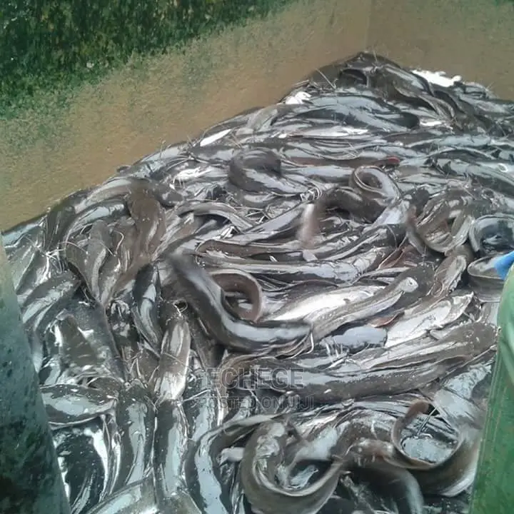 Mature Catfish