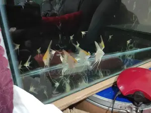 Angel Fish , Aquarium Fish , Aquarium Angels,1inch